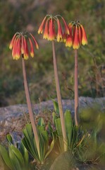 Cyrtanthus obliquus