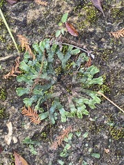 Marchantia inflexa