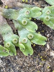 Marchantia inflexa