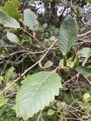Alnus
