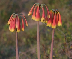 Cyrtanthus obliquus