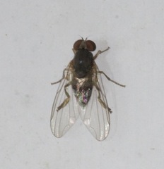 Platypezidae