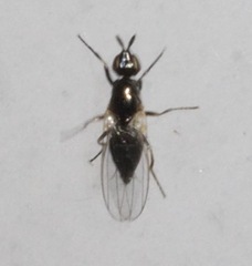 Prochyliza xanthostoma