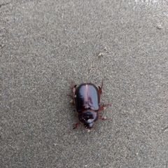 Pericoptus