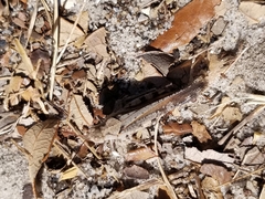 Spharagemon marmorata