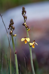 Eulophia tuberculata