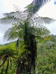 Cyatheaceae