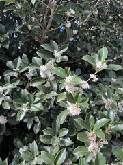 Osmanthus fragrans