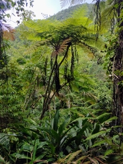 Cyatheaceae