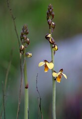 Eulophia tuberculata