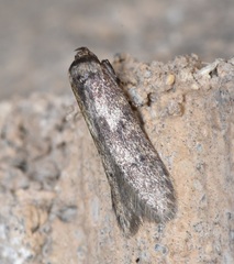 Blastobasidae