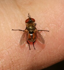 Gymnoclytia