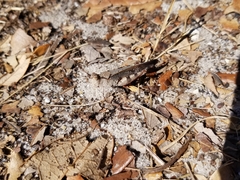 Spharagemon marmorata