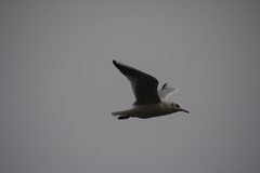 Chroicocephalus ridibundus