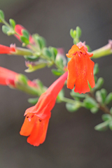 Clinopodium coccineum