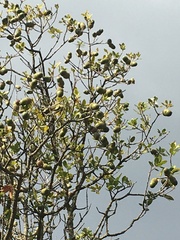 Quercus coccifera