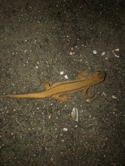 Lissotriton