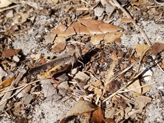 Spharagemon marmorata