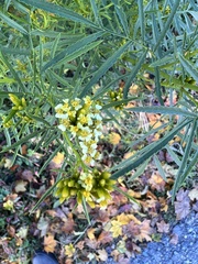 Tagetes