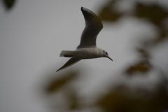 Chroicocephalus ridibundus