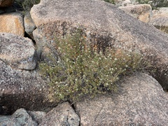 Ageratina havanensis