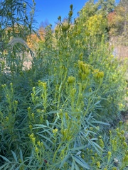 Tagetes