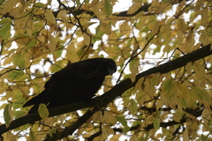 Corvus corone