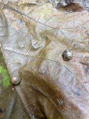 Gastrodontidae