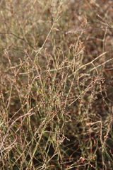 Polygonum salsugineum