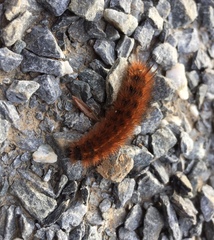 Phragmatobia