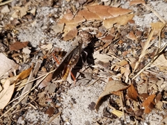 Spharagemon marmorata