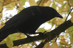 Corvus corone