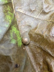 Gastrodontidae