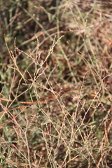 Polygonum salsugineum