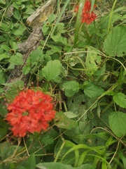 Nyctaginia capitata