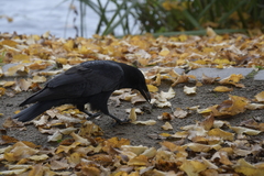 Corvus corone