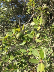 Quercus coccifera