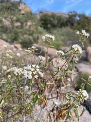 Ageratina havanensis