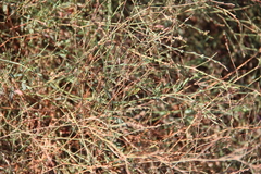 Polygonum salsugineum