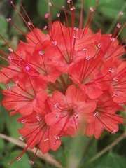 Nyctaginia capitata