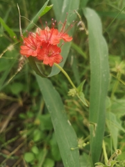 Nyctaginia capitata