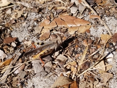 Spharagemon marmorata