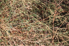 Polygonum salsugineum