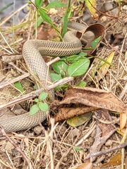 Regina septemvittata