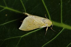 Aenetus virescens