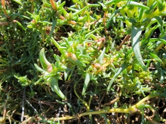 Salsoloideae