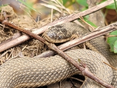 Regina septemvittata