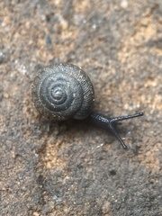Triodopsis hopetonensis