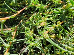 Salsoloideae