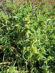 Salsoloideae